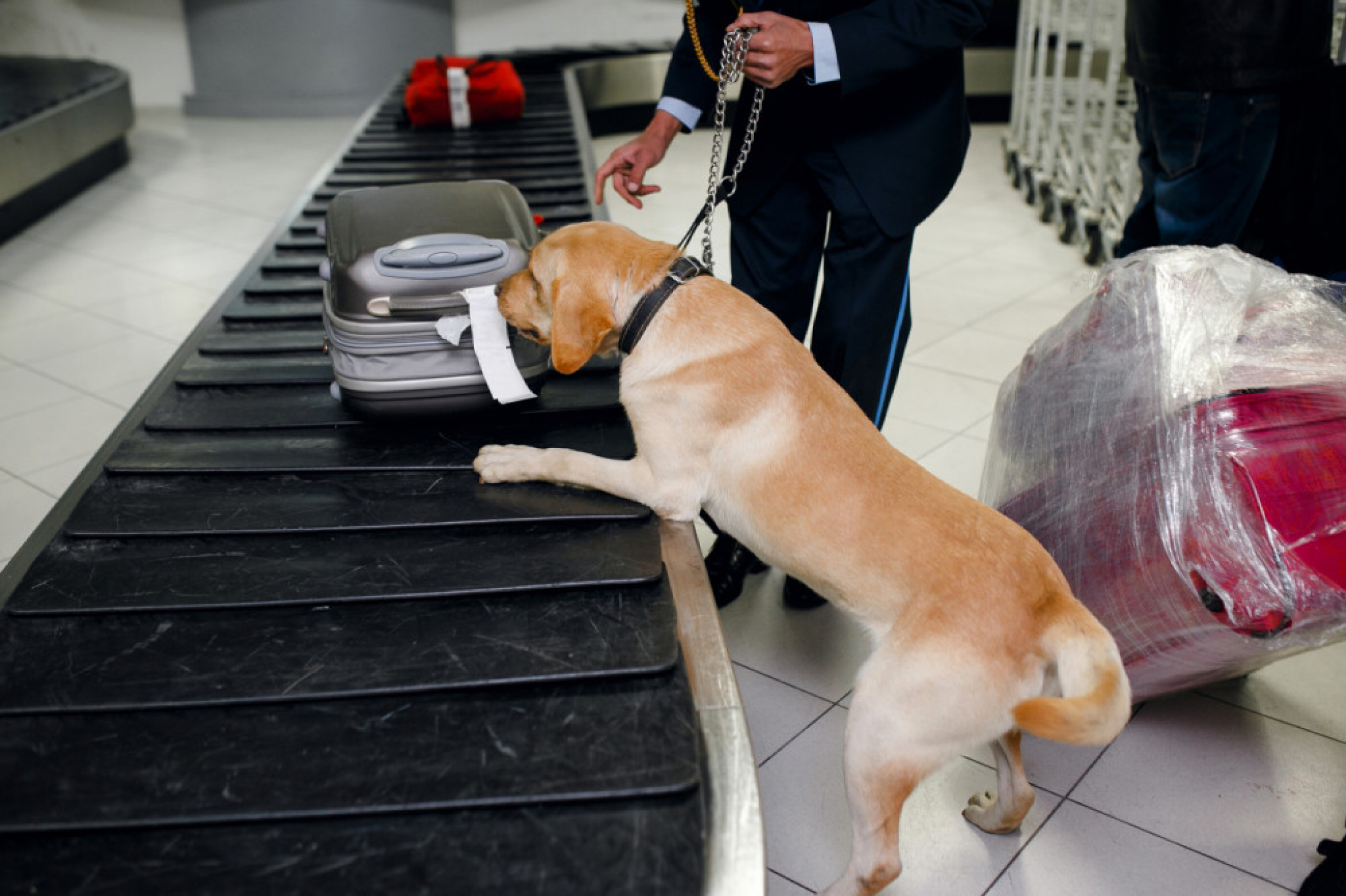 policija, policijski pas, aerodrom 