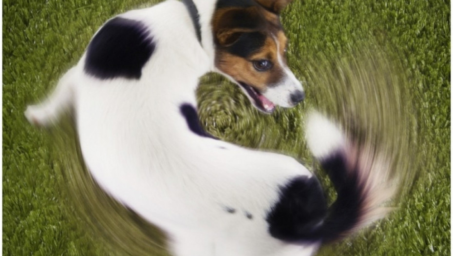 pas, pas se igra sa repom