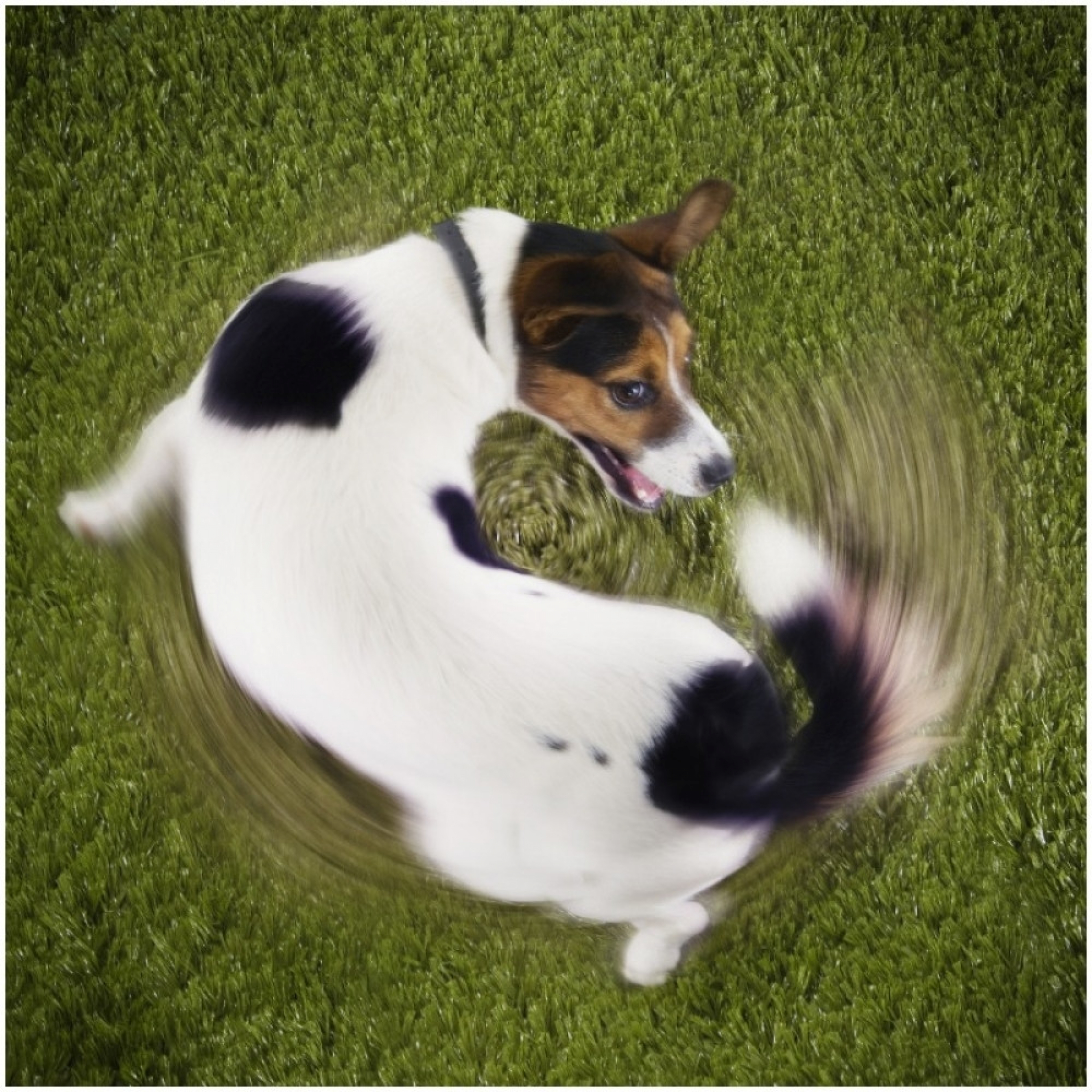 pas, pas se igra sa repom