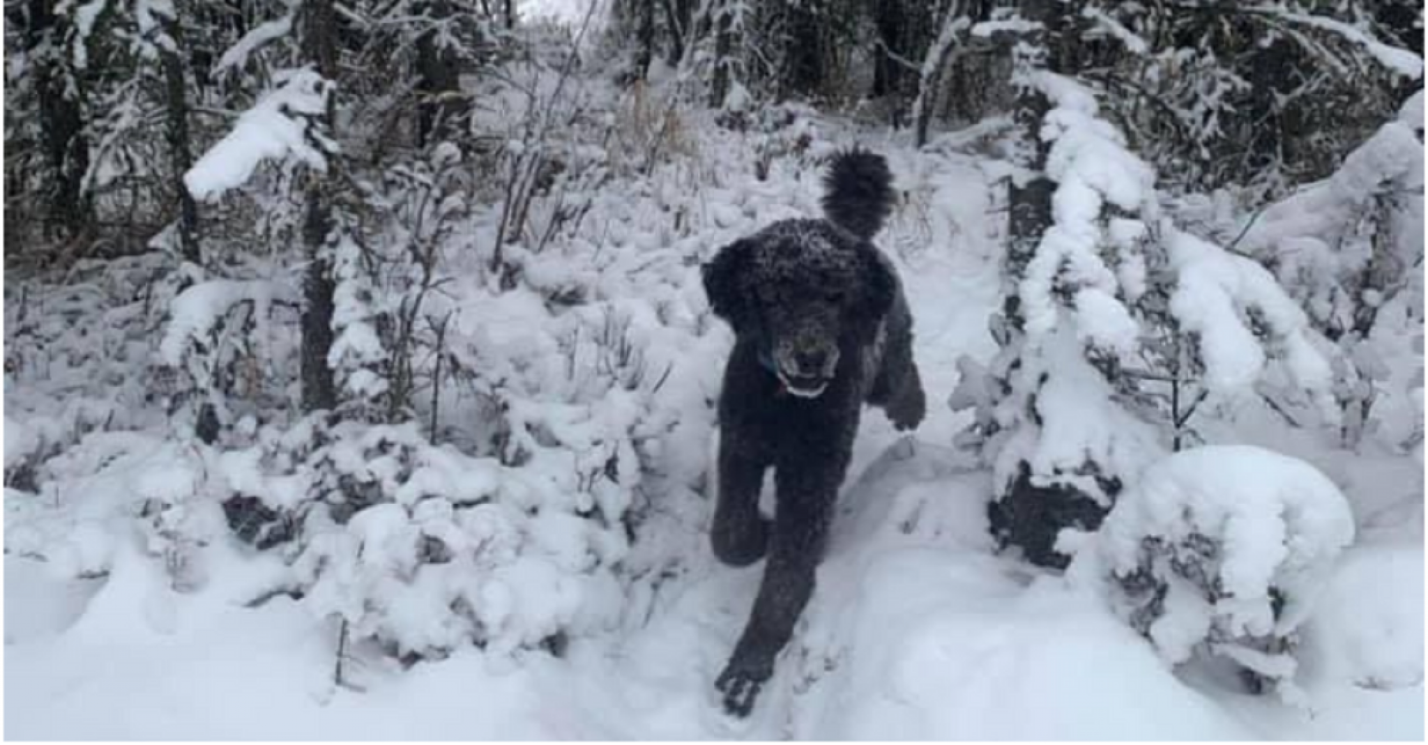 optička varka, pas, čovek