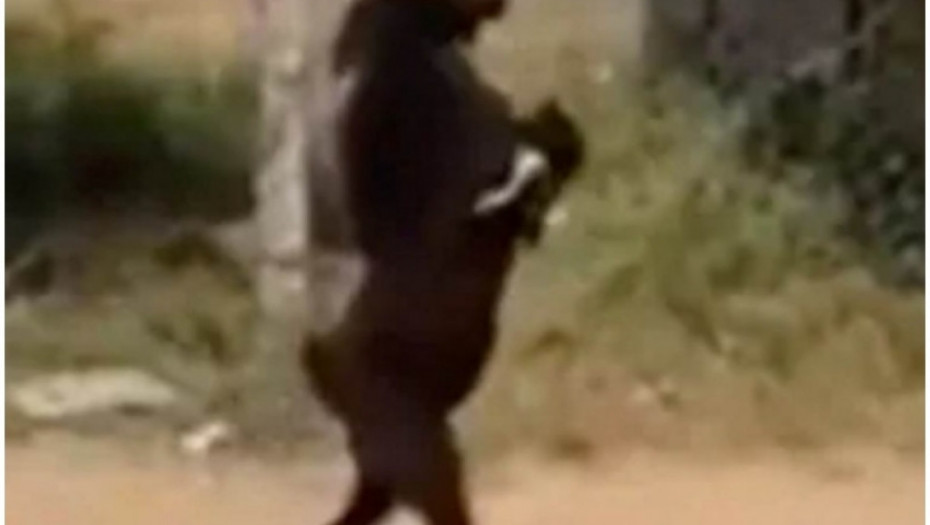 KOZA, crna koza, šetnja ulicom