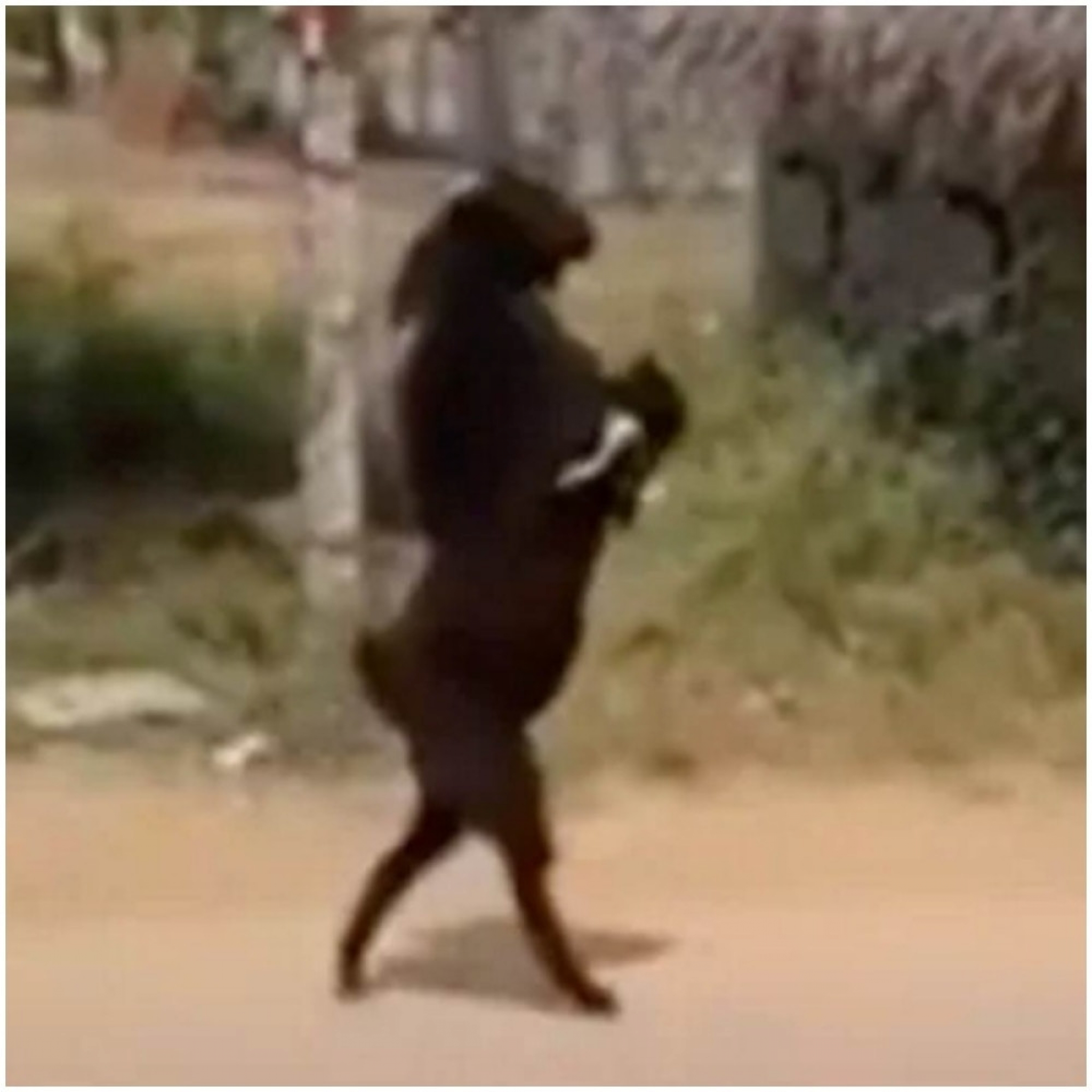 KOZA, crna koza, &scaron;etnja ulicom