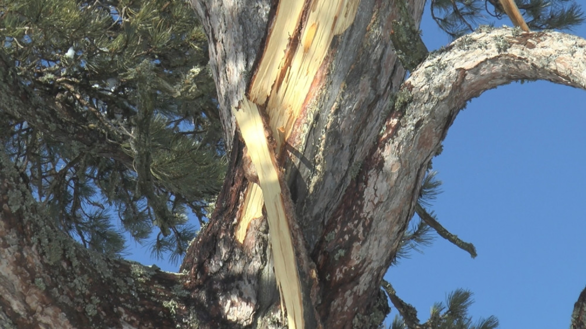 Sveti bor, Kamena gora