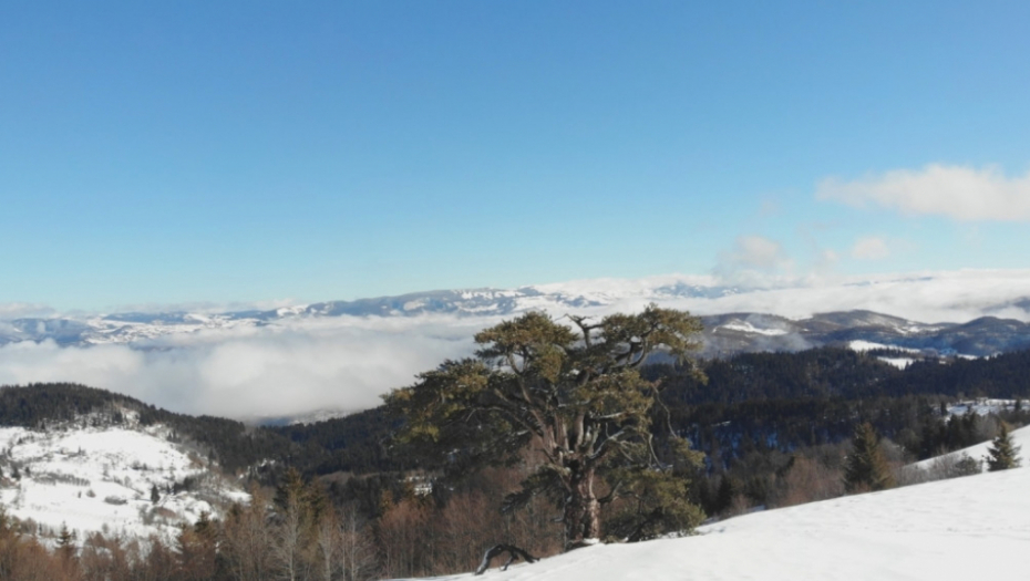 Sveti bor, Kamena gora