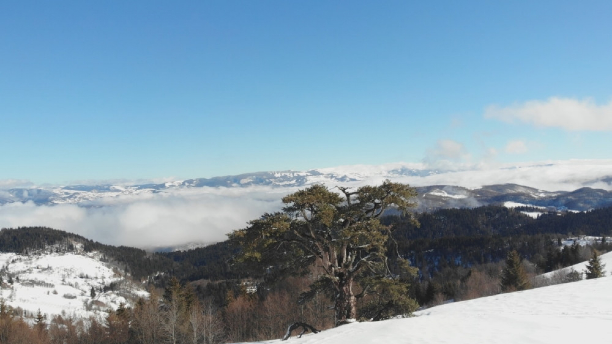 Sveti bor, Kamena gora