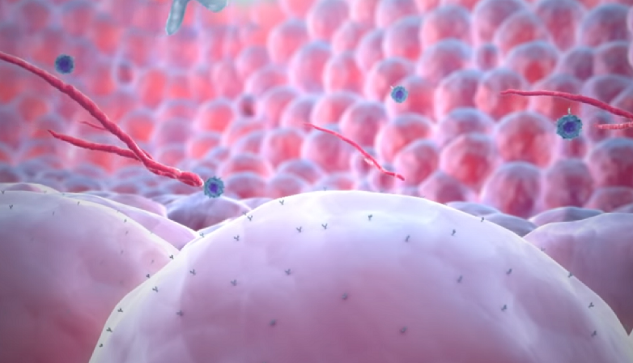 инфекция передаваемая половым путём. скрытые инфекционные заболевания. скрытые инфекционные заболевания. возбудители бактериальных инфекций бациллы. золотистый стафилококк на чашке петри.