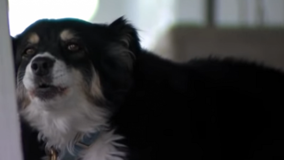 pas, lulu, pas milioner