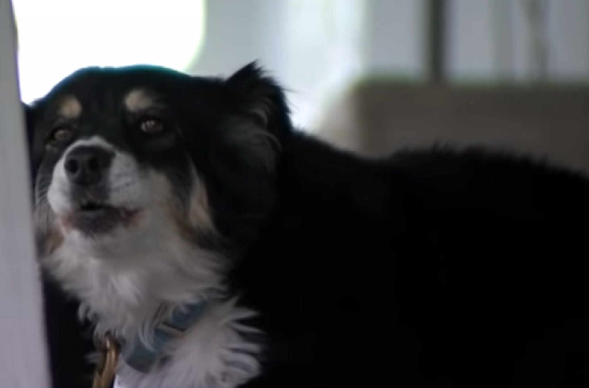 pas, lulu, pas milioner