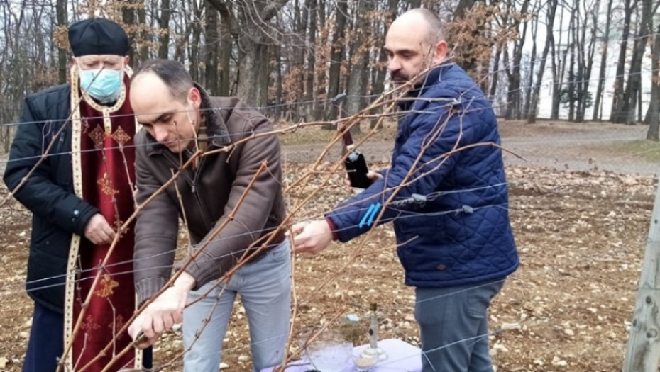 Princ Mihailo orezao lozu na Oplencu