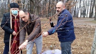Princ Mihailo orezao lozu na Oplencu