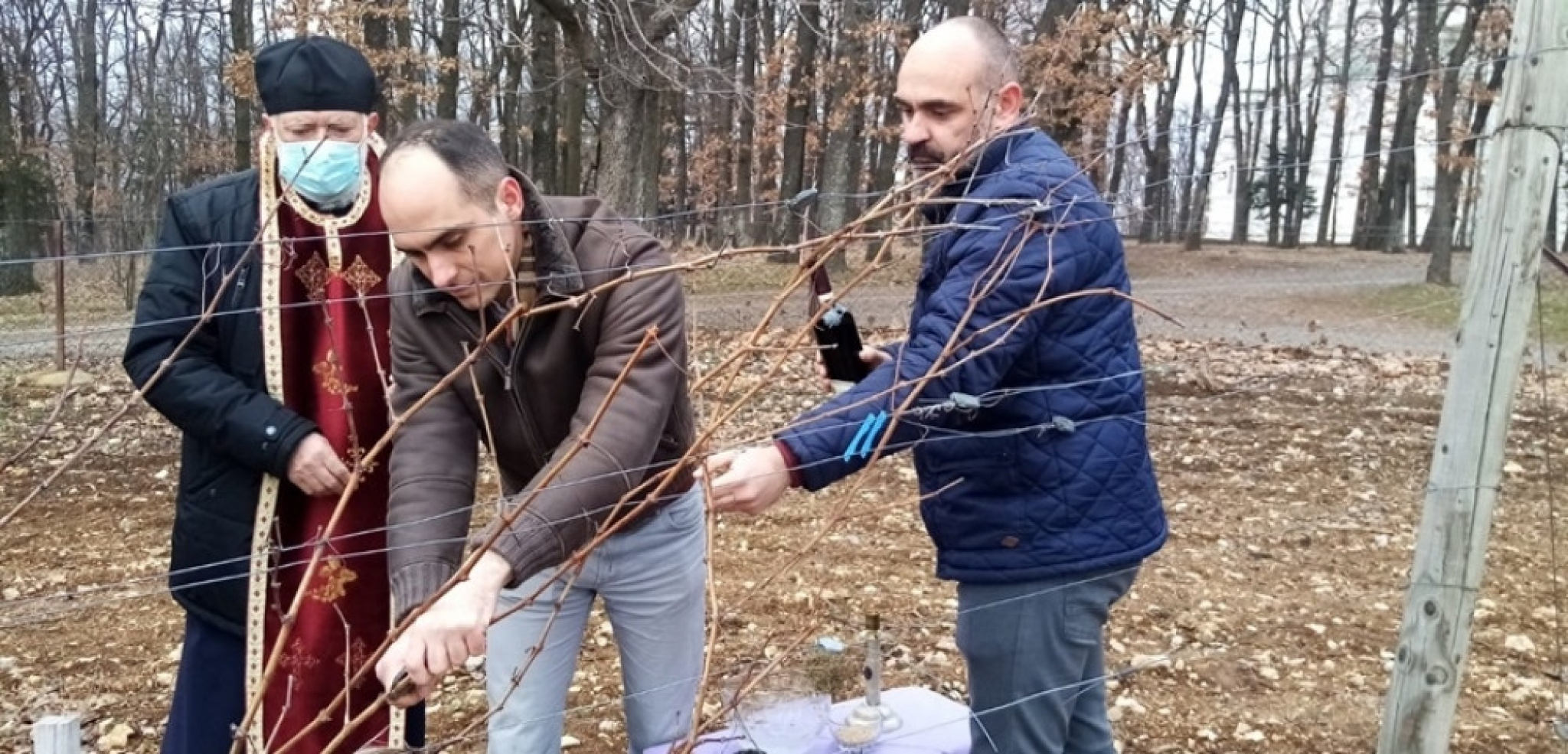 Princ Mihailo orezao lozu na Oplencu