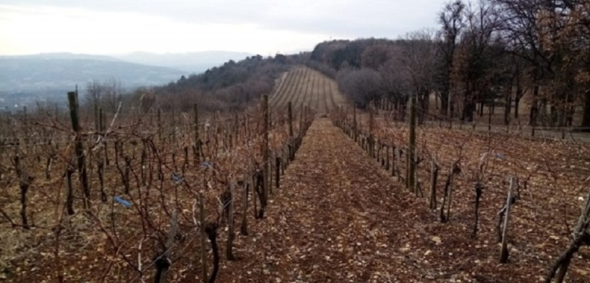 Vinogradi, Oplenac