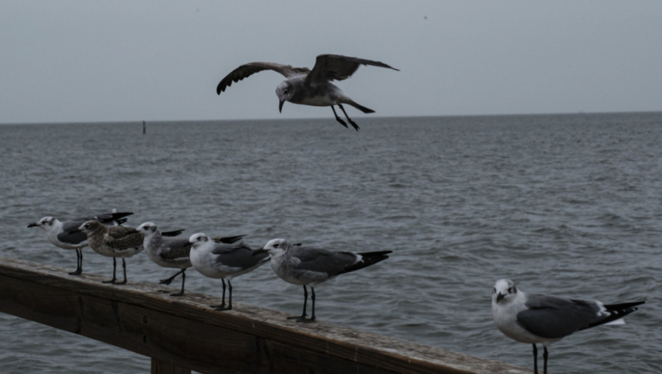 Galeb, galebovi, more