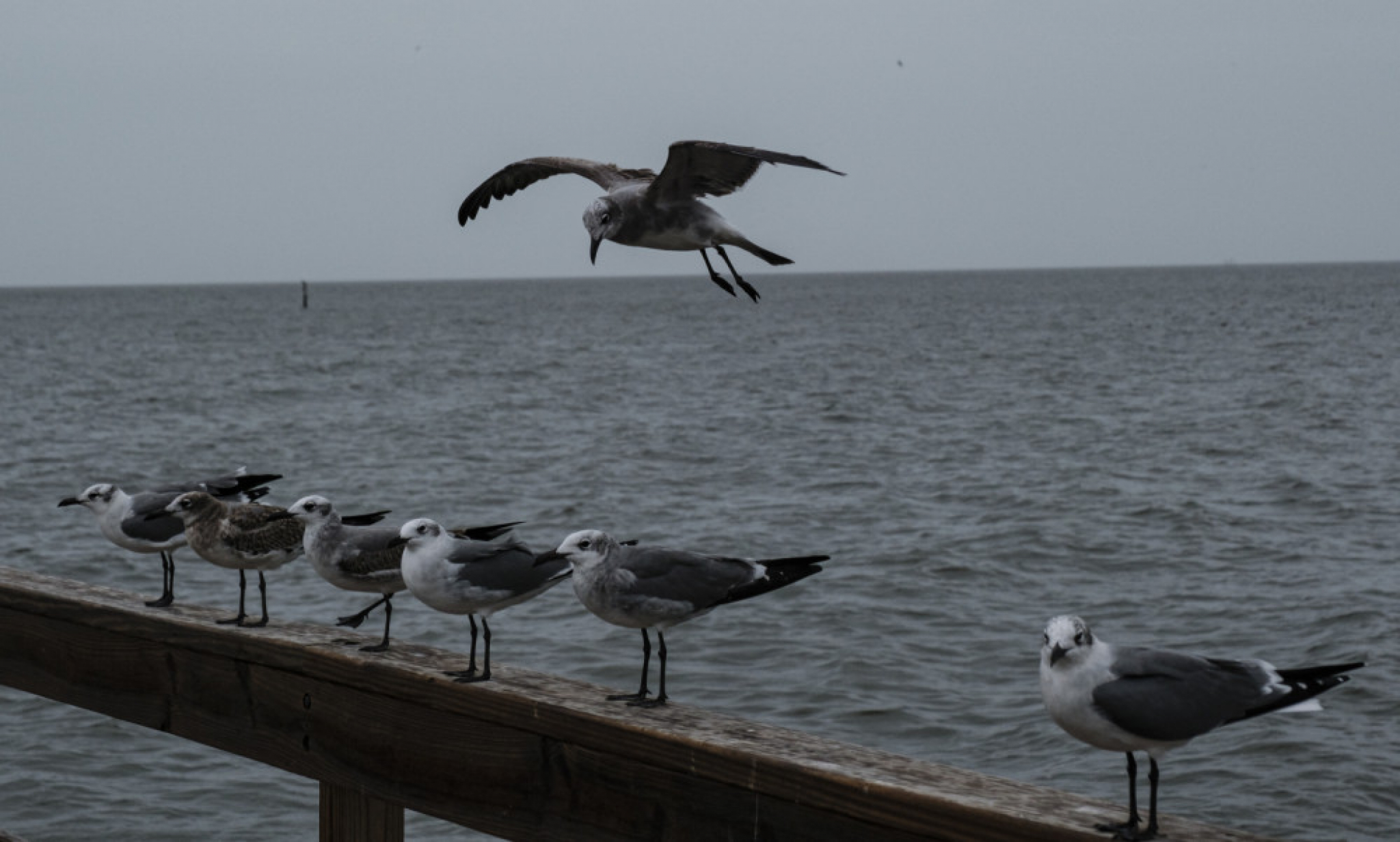 Galeb, galebovi, more