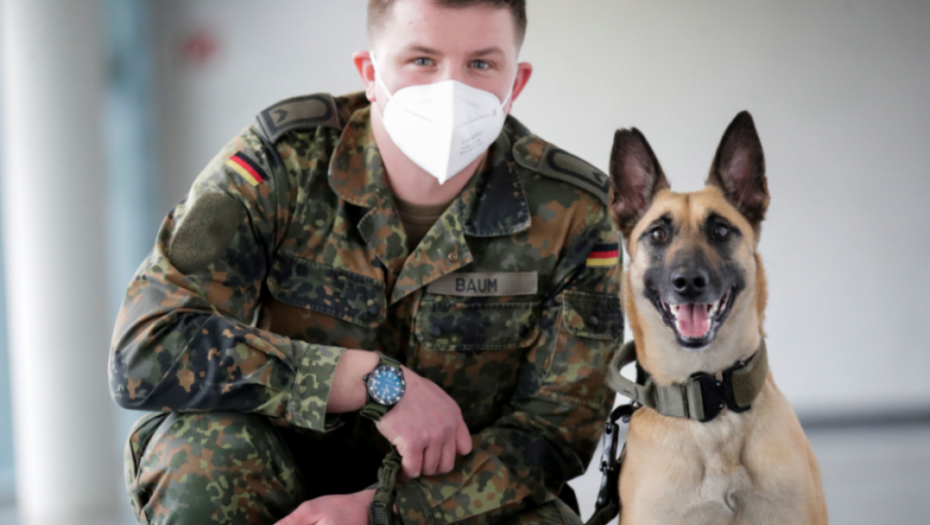 pas, policijski pas, vučijak