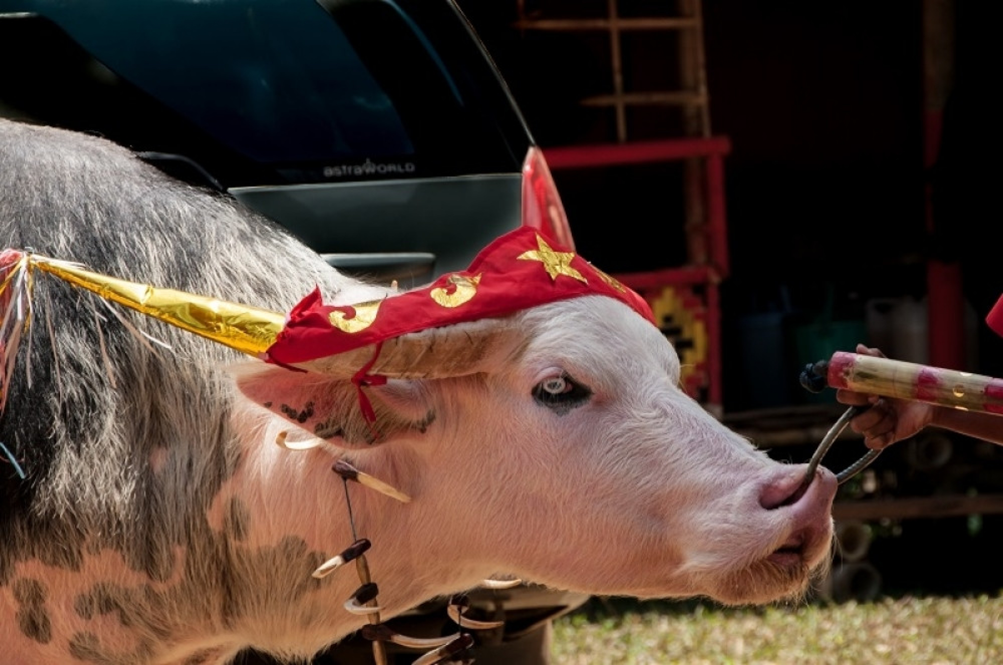indonetija, toraja, sahrana