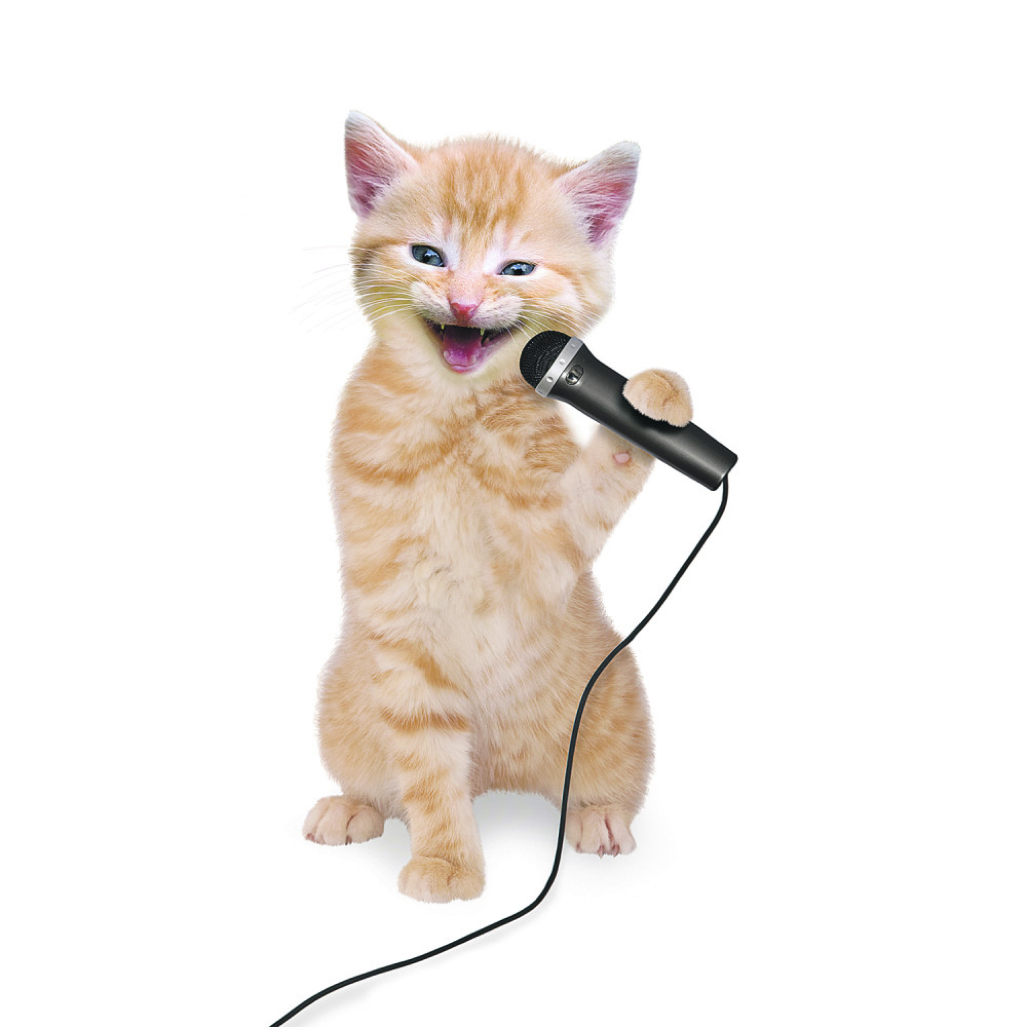 Pevanje mačke
