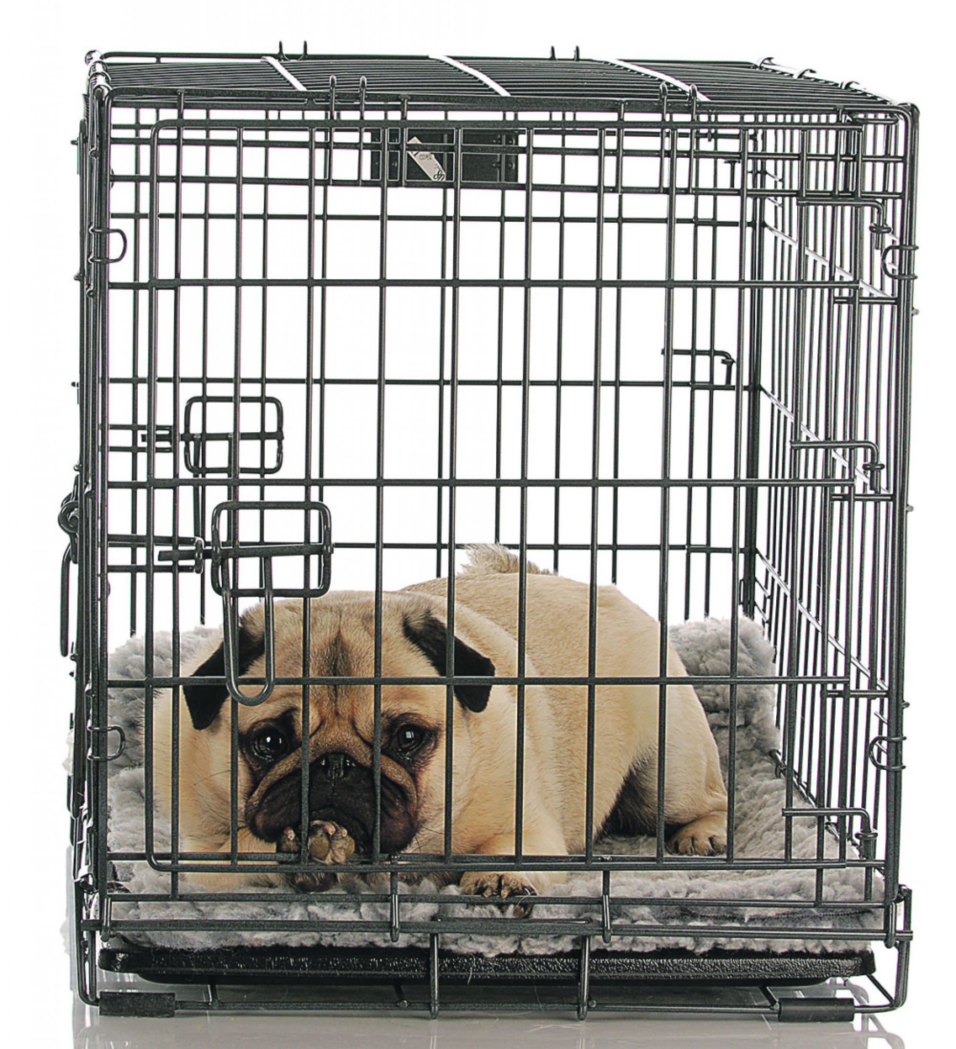 Pas u kavezu