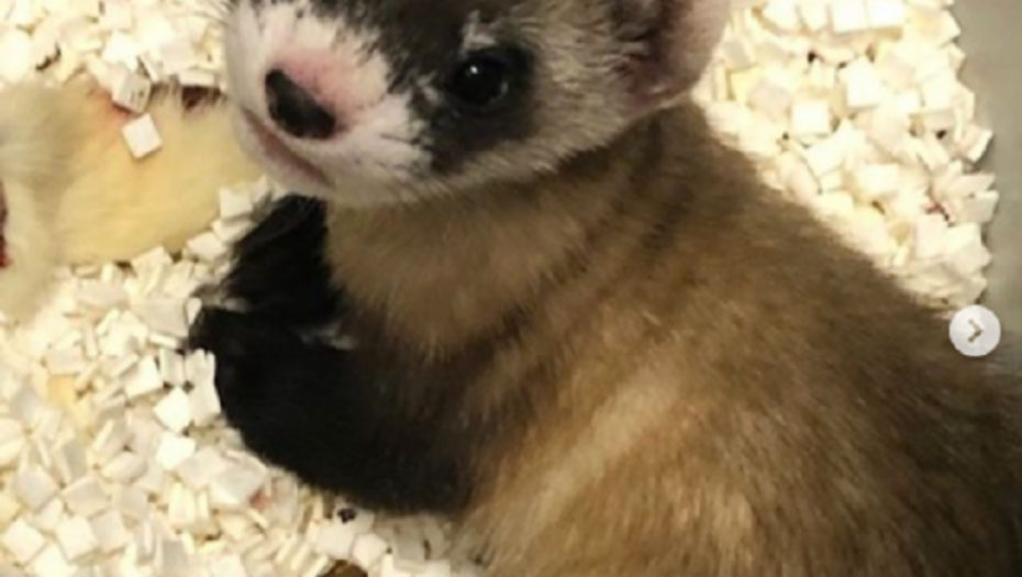 tvor, crni tvor, klon