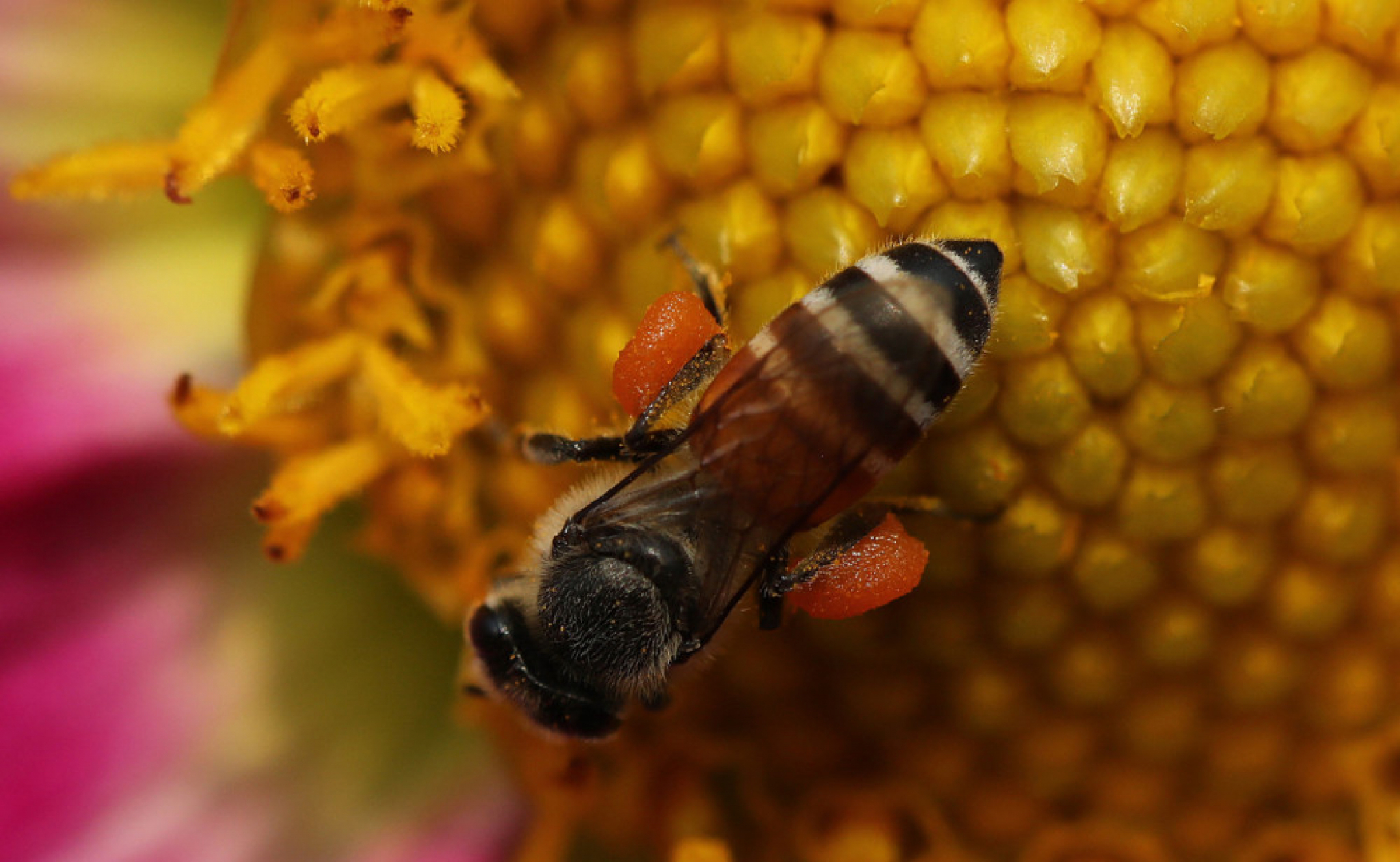 Pčela, polen, cvet