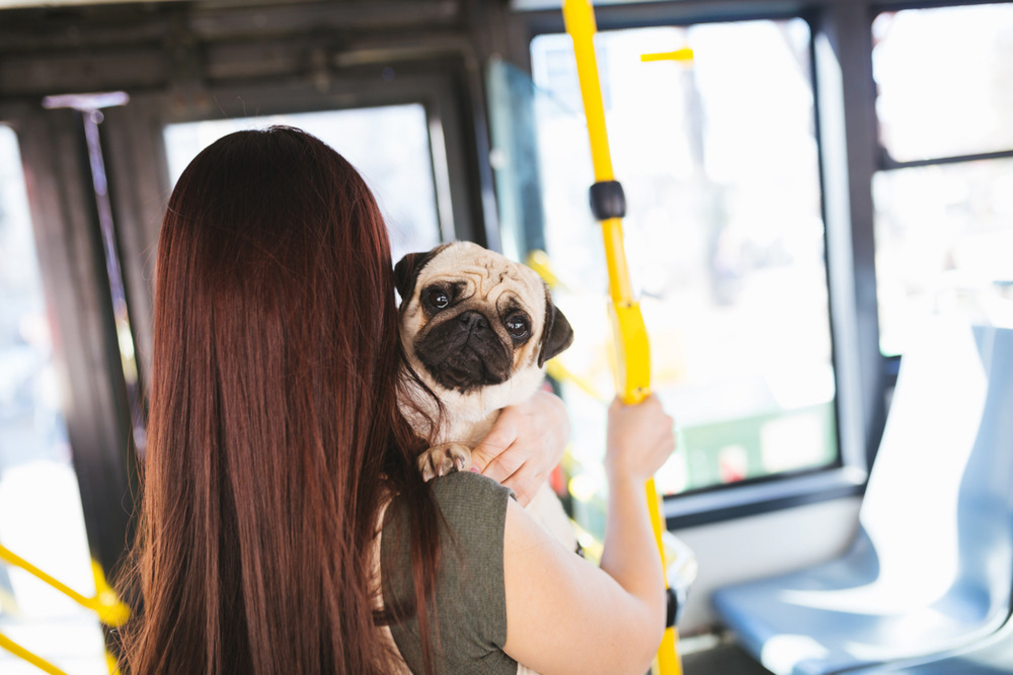 Pas u autobusu, ljumibac, autobus, kuče u autobusu