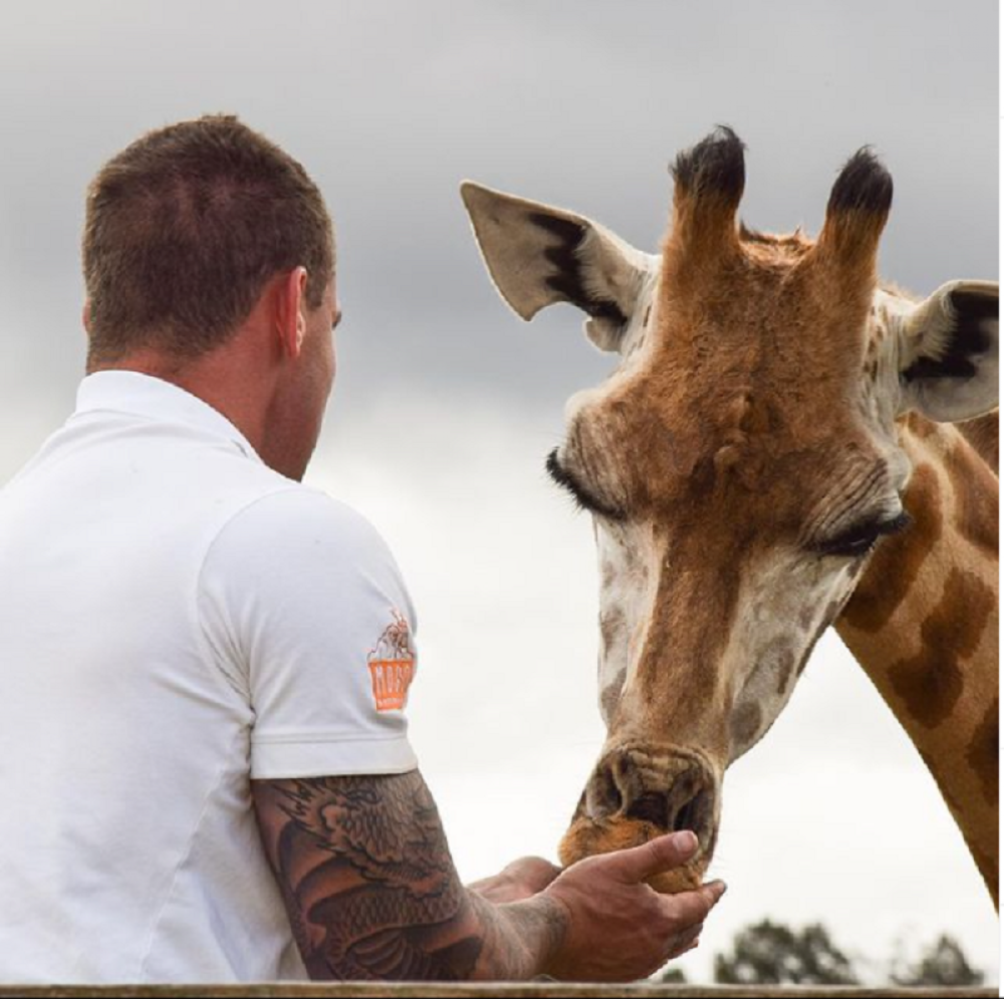 zoološki vrt, veterinar, žirafa