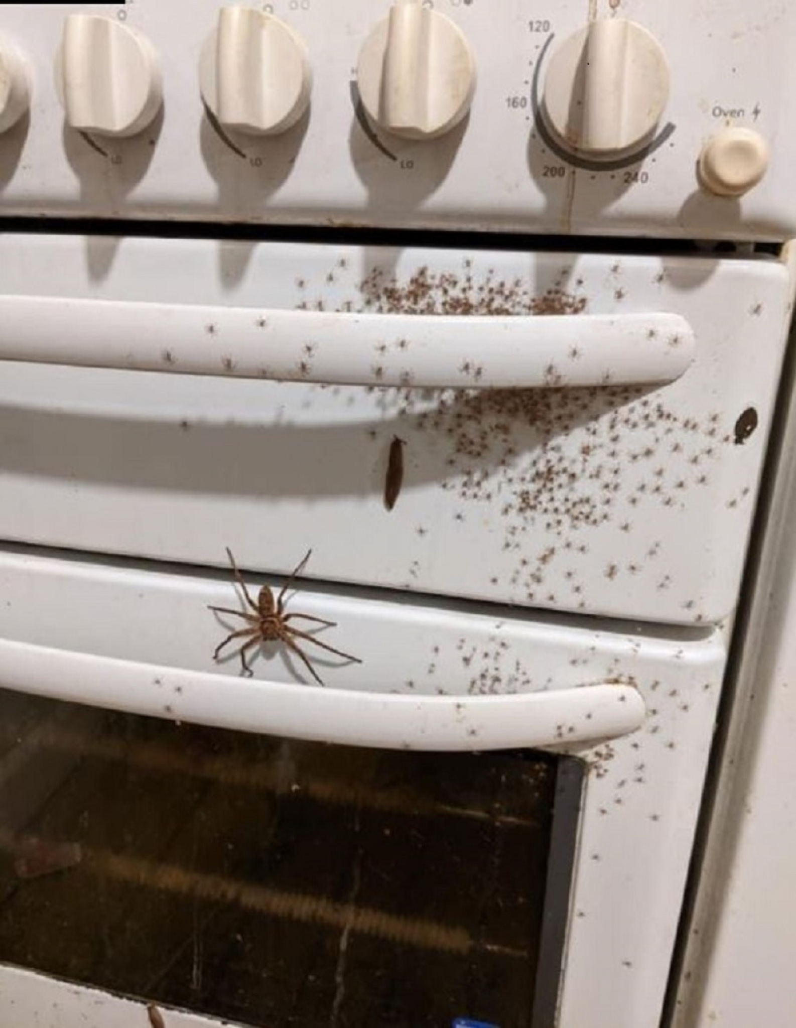 pauk, australija, šporet