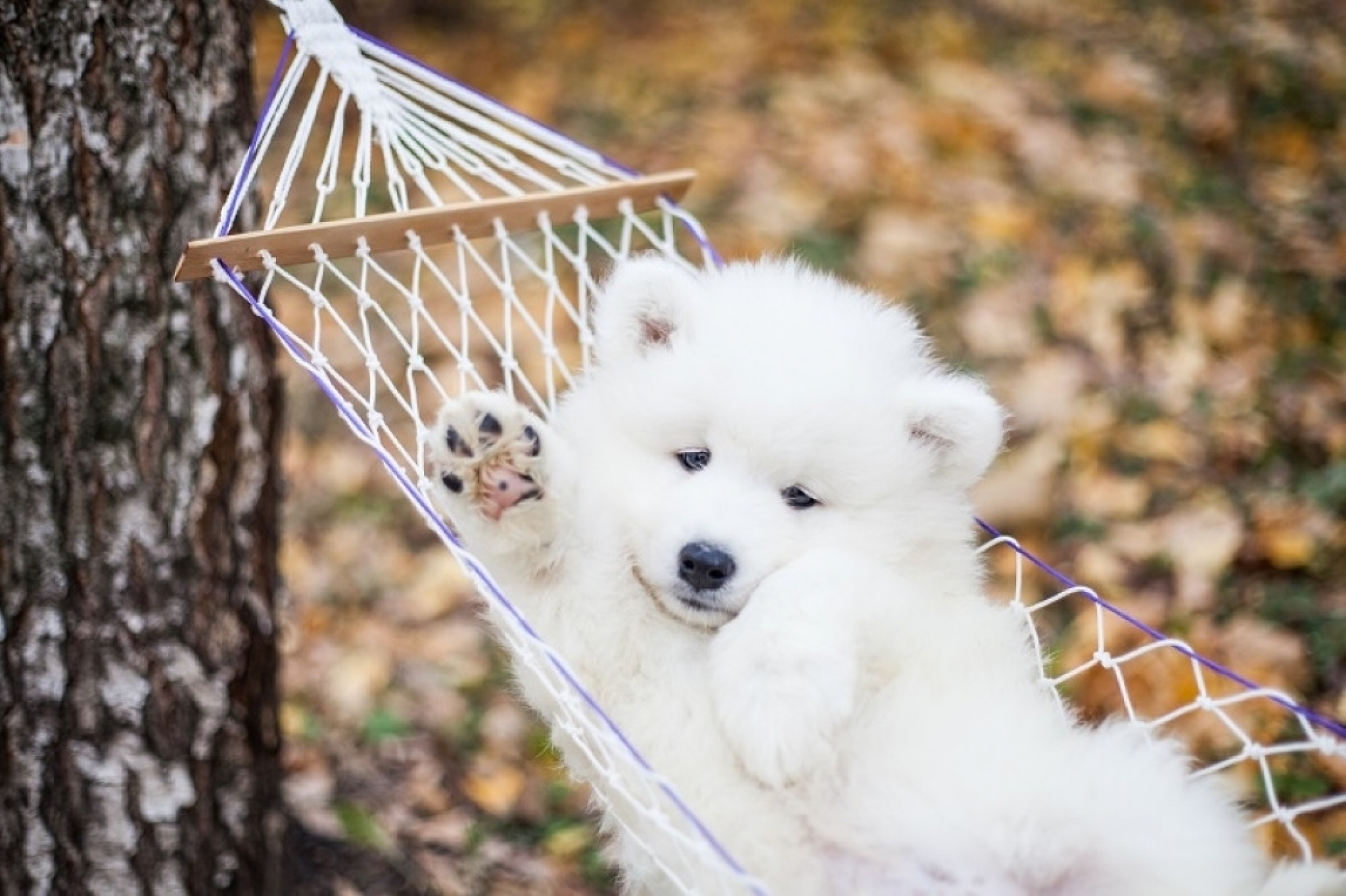 štenci, buldog, retriver, špic, samojed