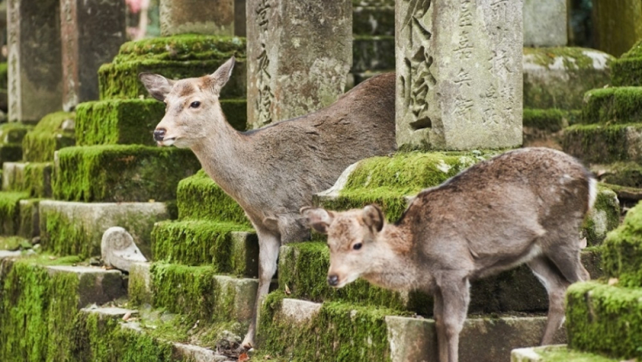Nara, japan, park