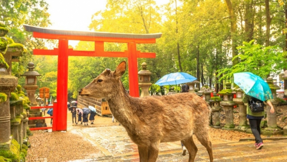 Nara, japan, park