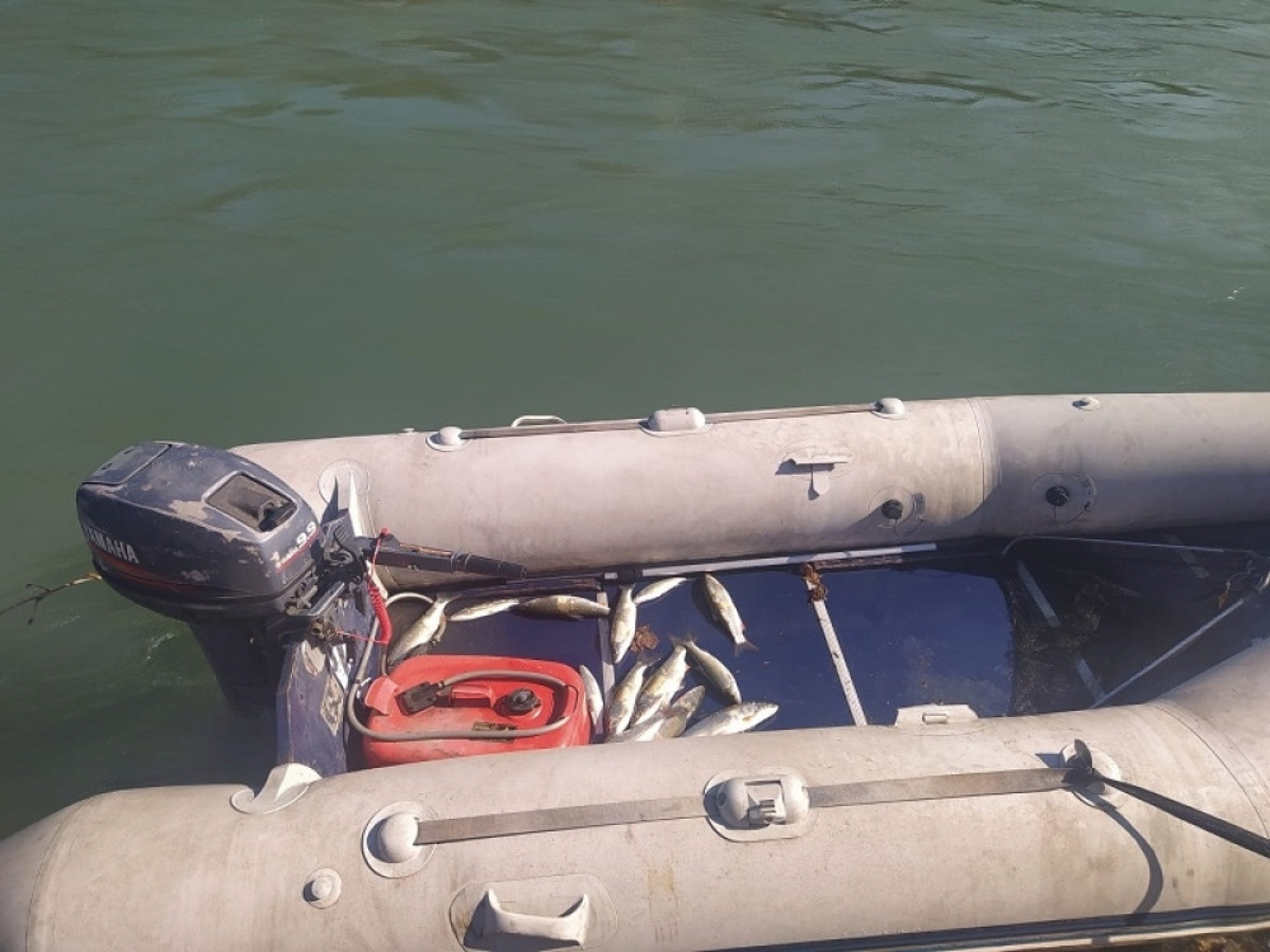 Uginule ribe u reci Lim