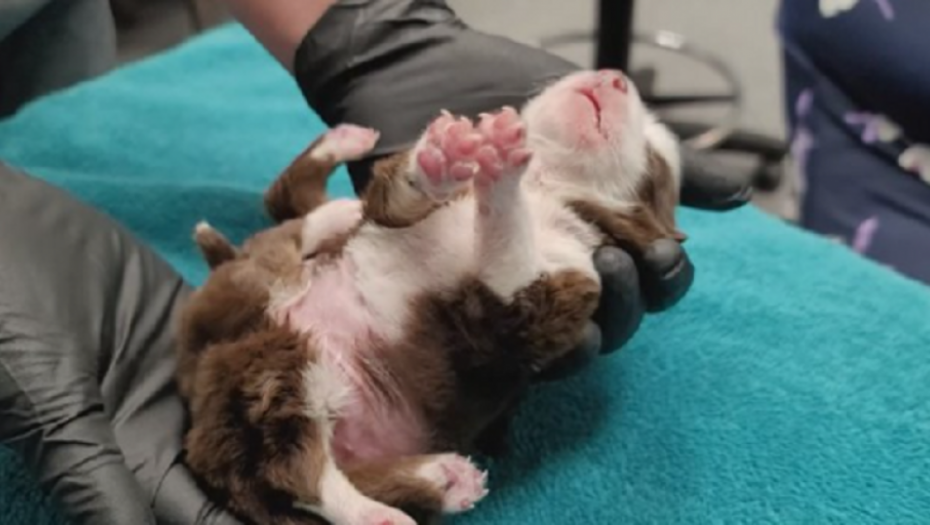 pas, štene sa šest nogu