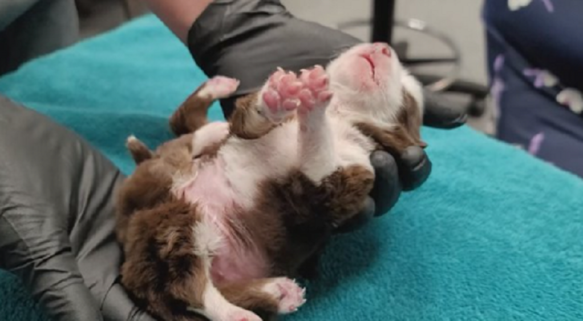 pas, &scaron;tene sa &scaron;est nogu