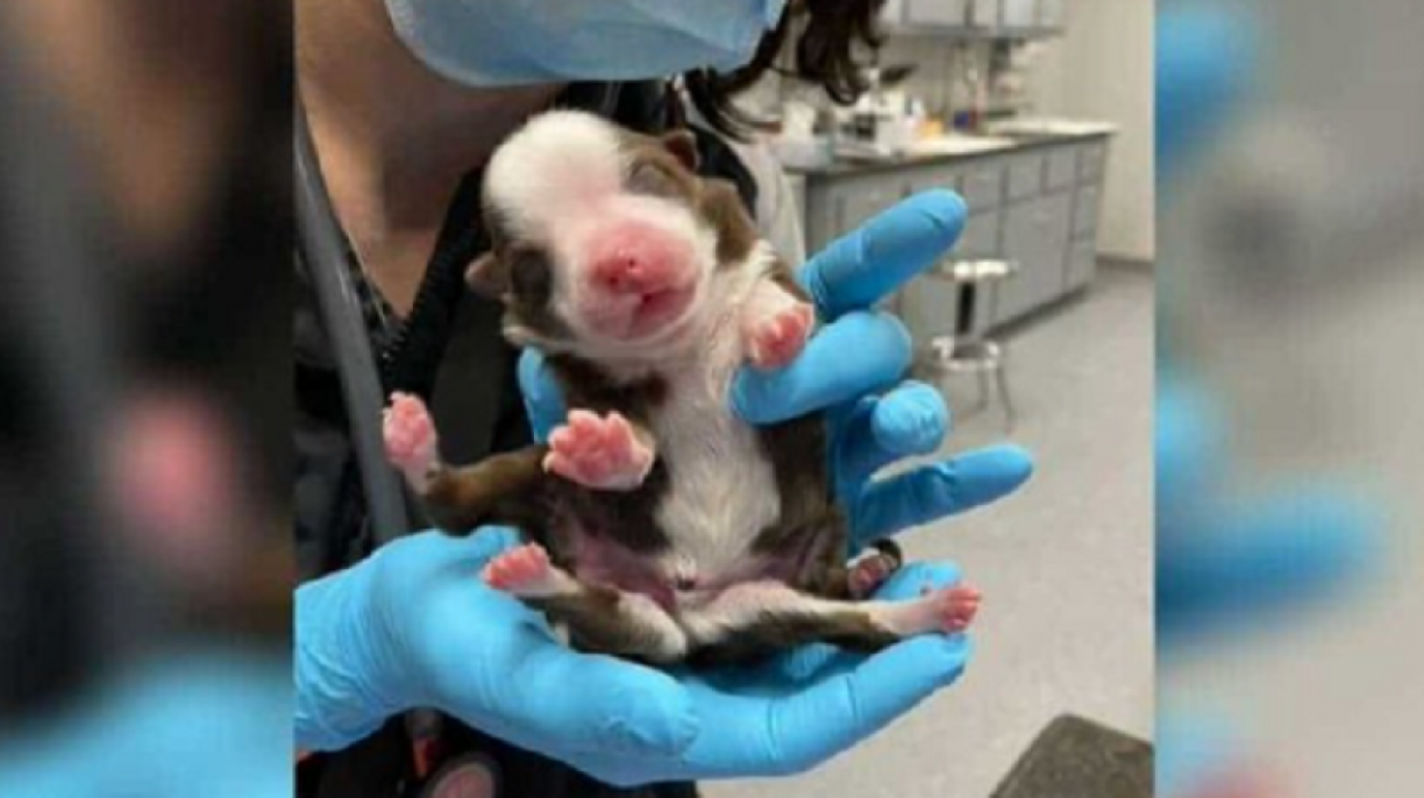 pas, &scaron;tene sa &scaron;est nogu