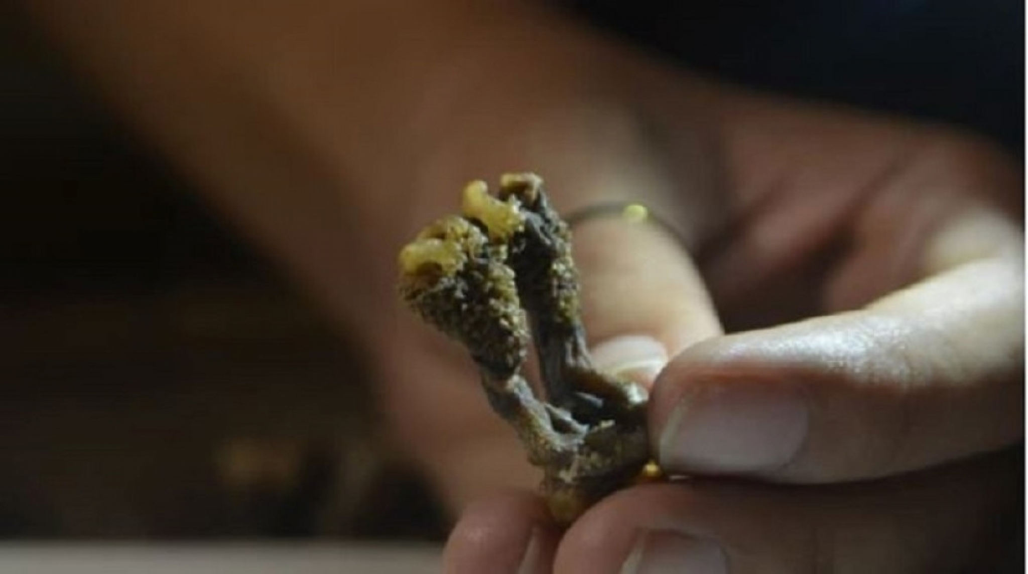 gušter, penis guštera