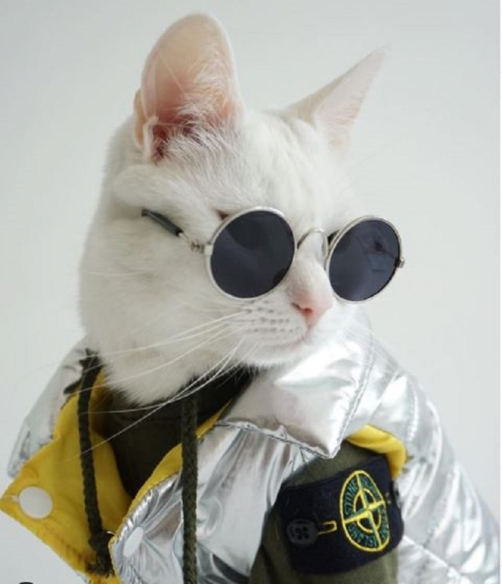 mačka, oblačenje, naočare, mačak