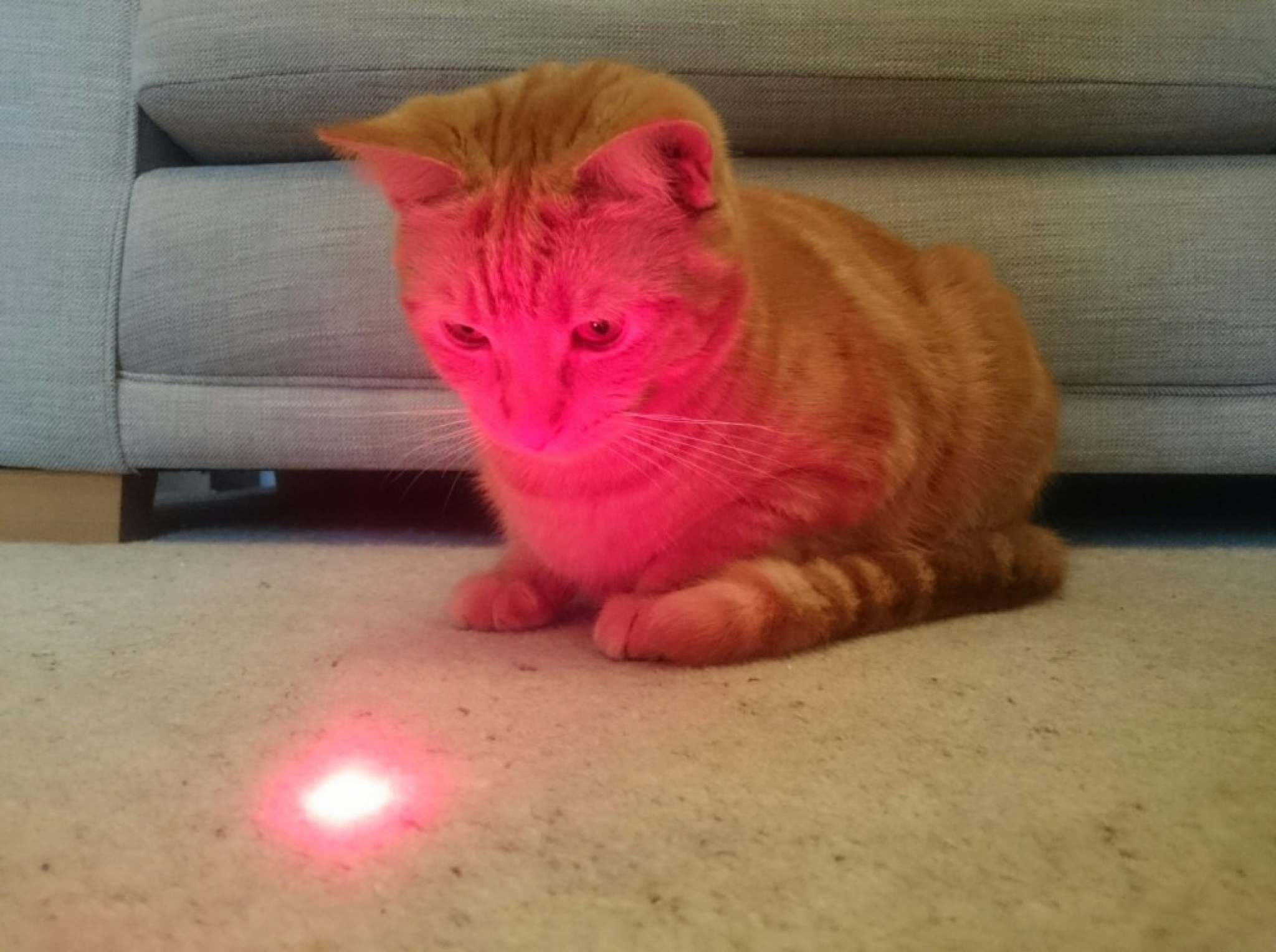 Mačka i laser