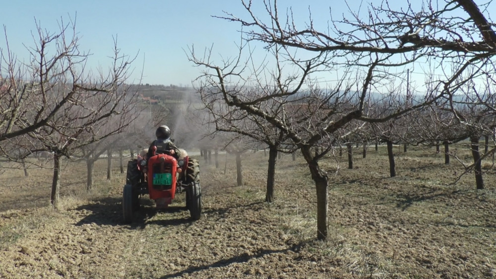 Poljoprivreda, pupoljak