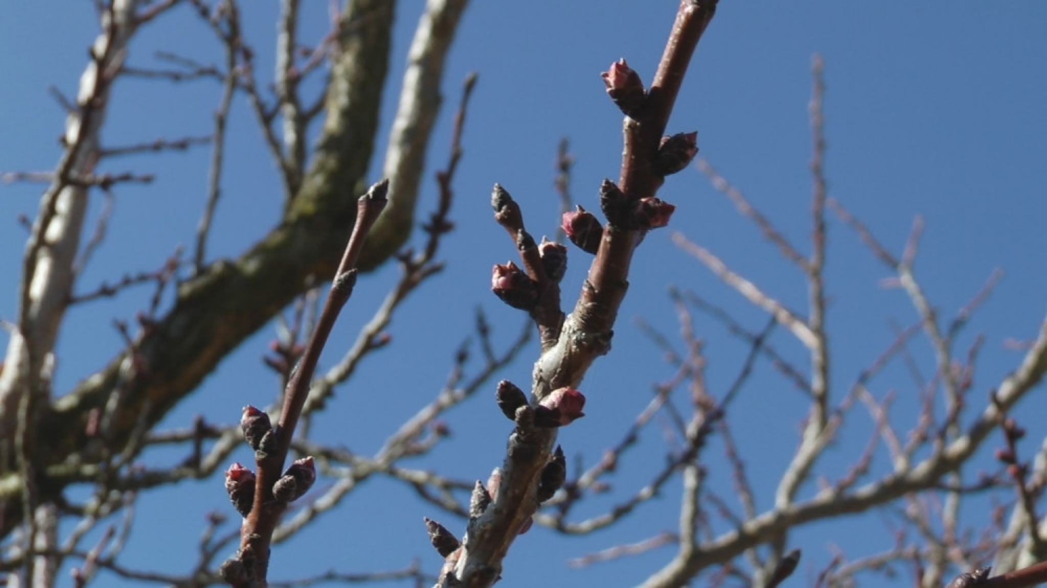 Poljoprivreda, pupoljak