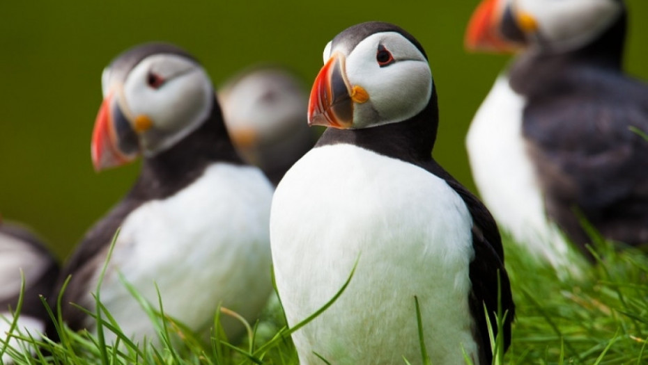 Farska Ostrva, priroda, pingvini