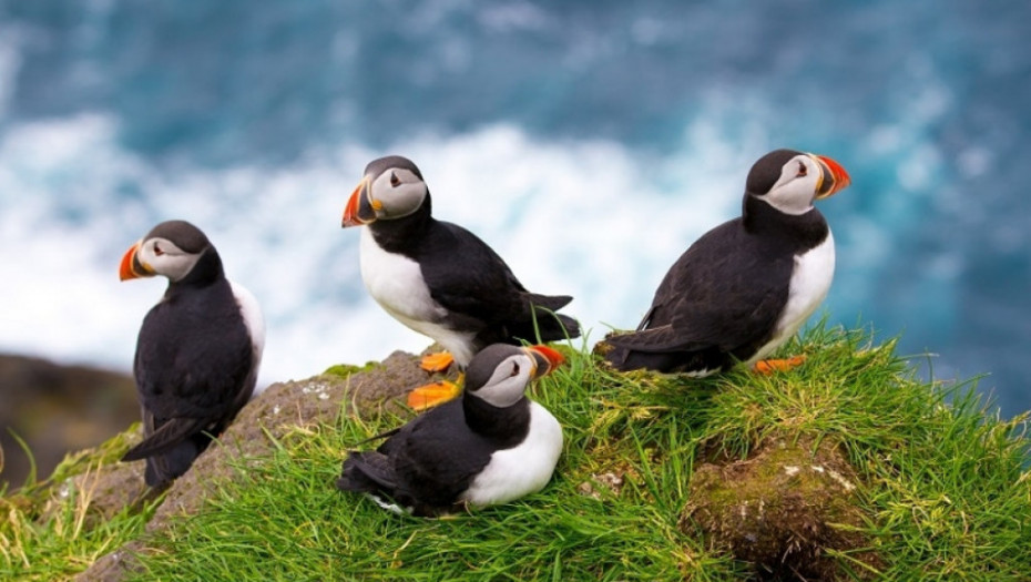 Farska Ostrva, priroda, pingvini
