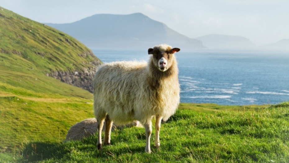 Farska Ostrva, priroda, pingvini