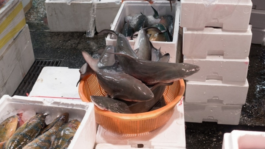 trgovina, trgovina životinja, životinje, kavez