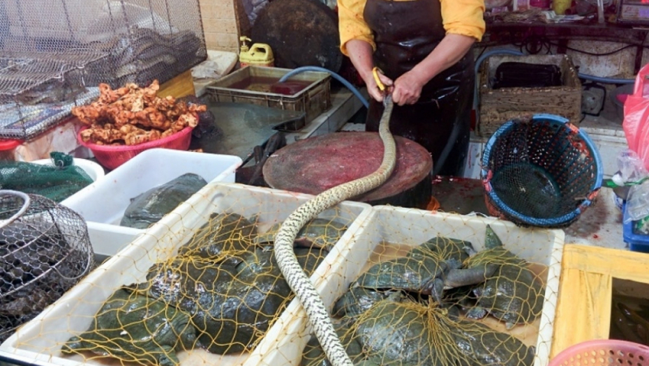 trgovina, trgovina životinja, životinje, kavez