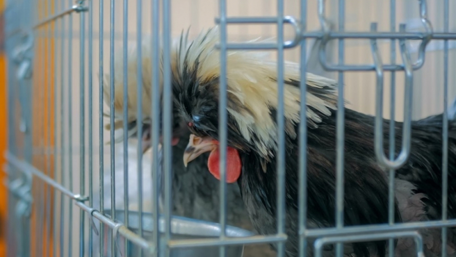 trgovina, trgovina životinja, životinje, kavez