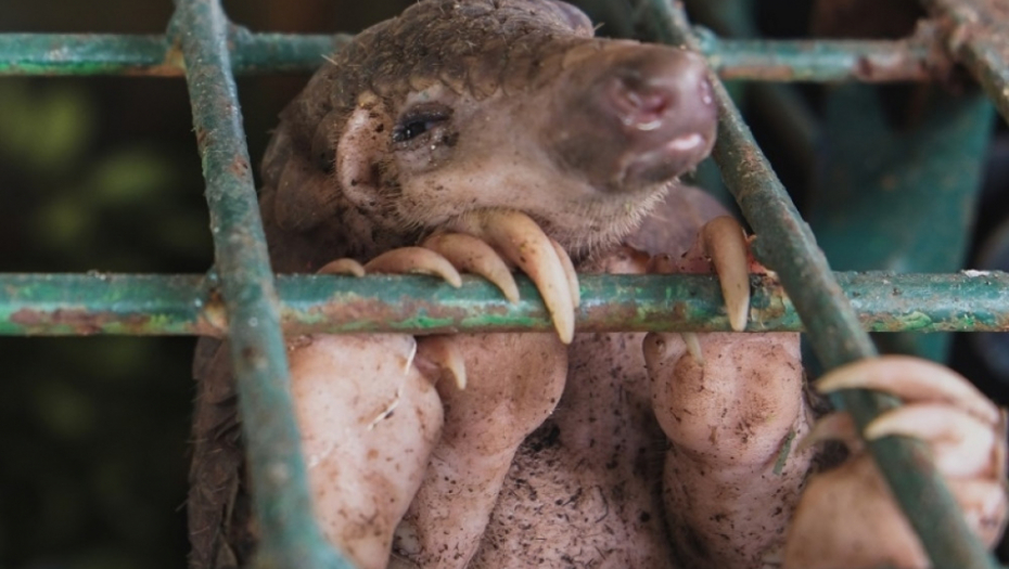 trgovina, trgovina životinja, životinje, kavez