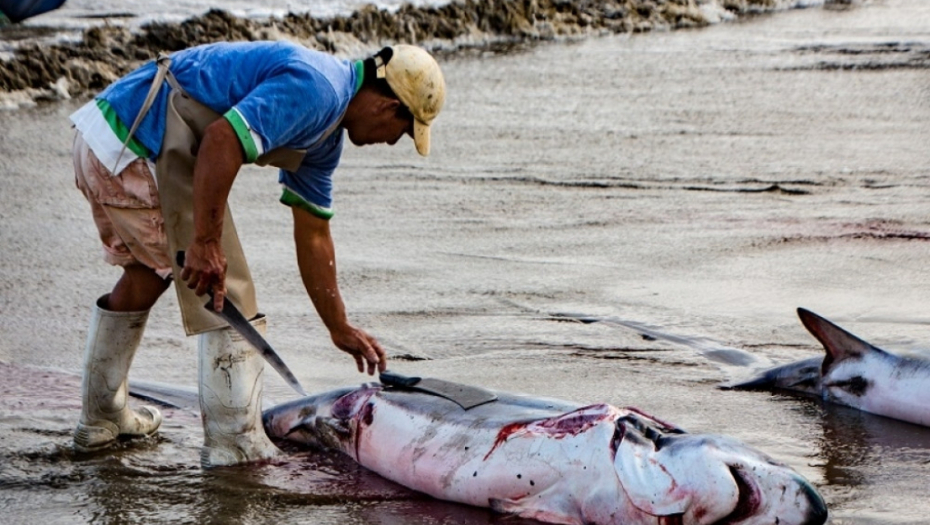 trgovina, trgovina životinja, životinje, kavez