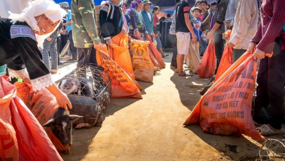 trgovina, trgovina životinja, životinje, kavez