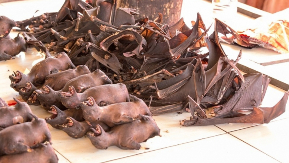 trgovina, trgovina životinja, životinje, kavez