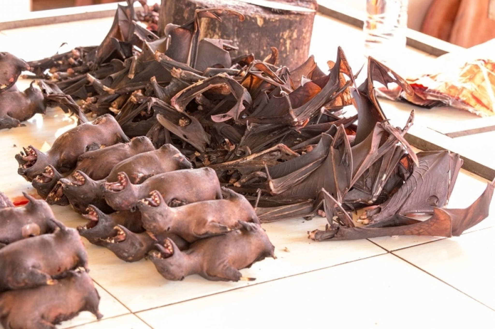 trgovina, trgovina životinja, životinje, kavez